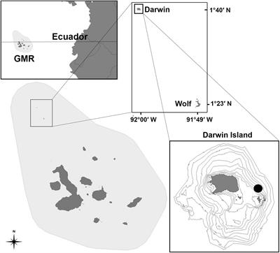The Effects of Climatic Variability on the Feeding Ecology of the Scalloped Hammerhead Shark (Sphyrna lewini) in the Tropical Eastern Pacific